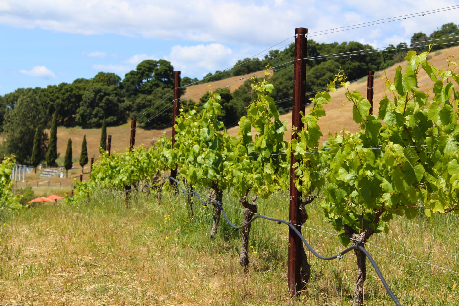Sunlit vineyard rows on rolling hills in warm late-afternoon light