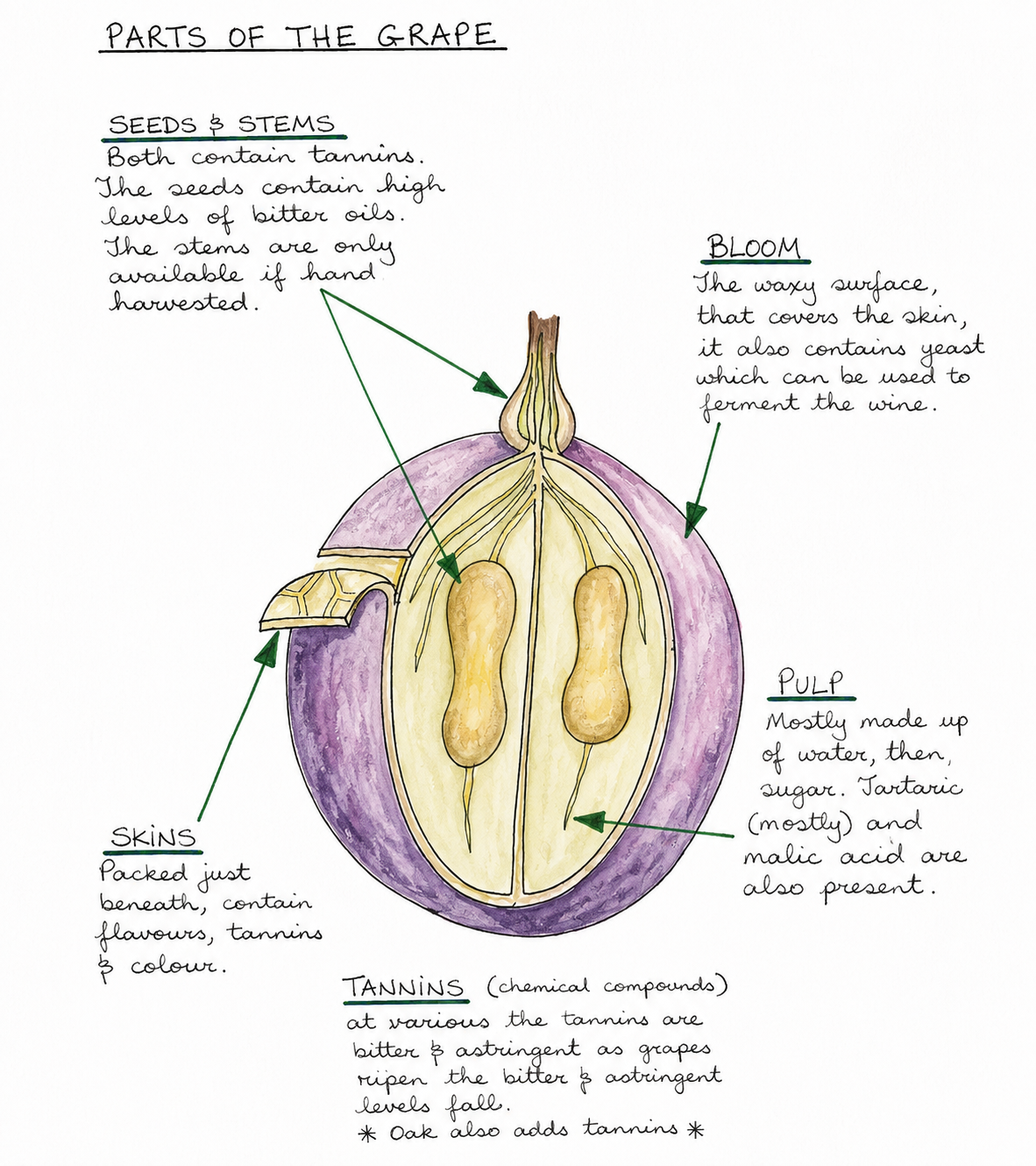 The Parts of the Grape