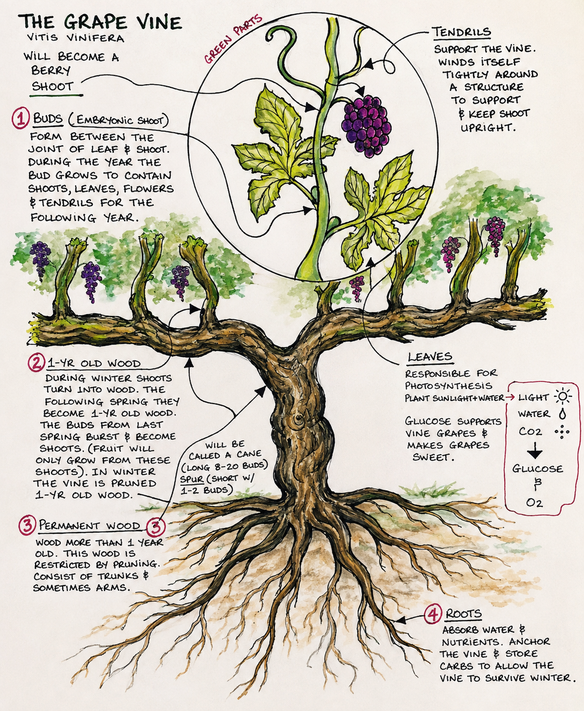 Hand-drawn botanical illustration of a grapevine, annotated with wood, roots and leaves